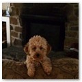 Album 11
Here is Lulu, just under 12lbs at home in Closter. 

Wishing all our pups a happy first birthday.

Tiffany
