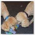 Album 10
Playing tug of war together with a half-destroyed soft squeaky toy (Cocoa left, Kiwi right)