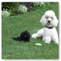 Album 10
Toy dogs just love the big guys too.
This is Cole with big brother Zack, belonging to Suzanne Habor 
