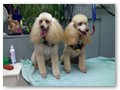 Album 5
Pretty picture of Lexi and Zoe. Lexi was a rescue and found a great home with Carol and Mary. They loved the poodles so they got Zoe and they are one happy family.
