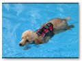 Album 5
Barclay Lyca puppies like to swim too! This is Peaches.