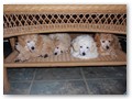 Album 6
Cute puppies!