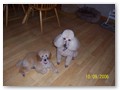 Album 6
This is Harley and Remi are owned by Marlyn and Joe Scarpa.