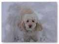 Album 7
My grandson's dog, Pixel, enjoying the snow