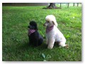 Album 9
Mini is Lilly, the toy is Dillon.
They belonging to Tom and Maryann Mesmer. They do agility and obedience.