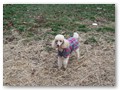 Album 9
Maryann's and Tom's Lilly, she goes hiking, camping and agility Lilly also has her CGC title