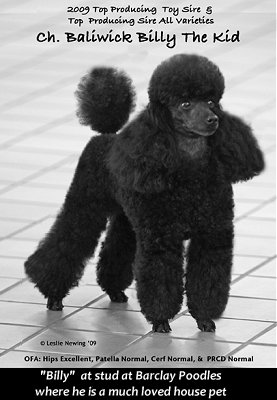 Ch Baliwick Billy The Kid at Barclay Toy Poodles
