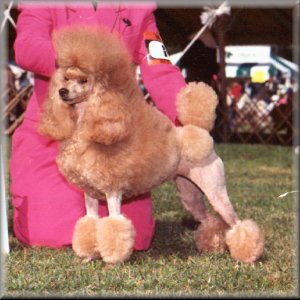 Champion miniature 2024 poodle breeders